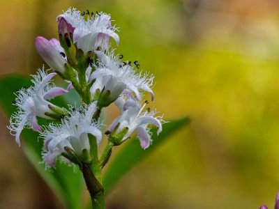 Vattenklöver Vattenklöver, (Menyanthes trifoliata) är en vatten- eller sumpväxt som är lätt att känna igen på sina klöverlika blad och vitrosa blomklasar. Den är flerårig,...