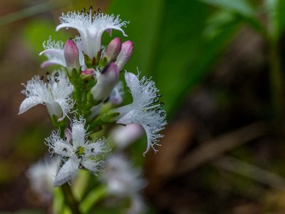 Vattenklöver Vattenklöver, (Menyanthes trifoliata) är en vatten- eller sumpväxt som är lätt att känna igen på sina klöverlika blad och vitrosa blomklasar. Den är flerårig,...