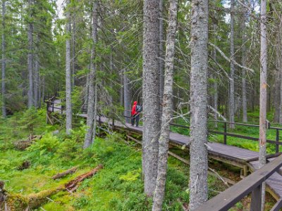 Skuleskogens nationalpark Från parkeringen löper en bred träramp in i skogen.