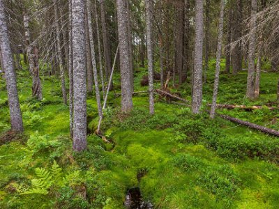 Skuleskogens nationalpark Spången i början av leden in i nationalparken leder förbi mossa, ormbunkar och blöt mark.