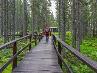 Skuleskogens nationalpark Från parkeringen löper en bred träramp 200 meter in i skogen till ett stort trädäck med sittplatser, eldstad och informationstavlor om Skuleskogen och...