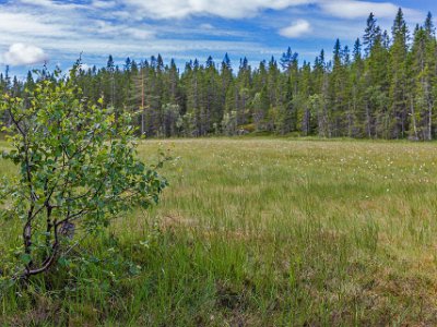 Skuleskogens nationalpark Mosse längs stigen.