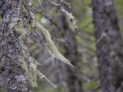 Skuleskogens nationalpark Skägglav (Usnea dasypoga).