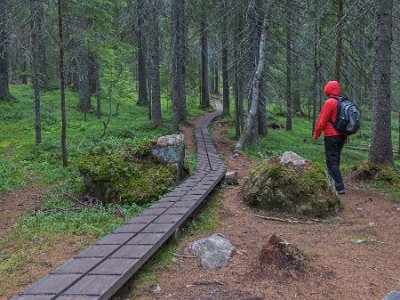 Skuleskogens nationalpark När det som nu var torrt på marken var det bitvis lättast att gå på sidan av spången.