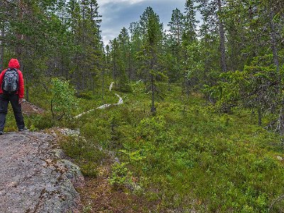 Skuleskogens nationalpark Stigen till Långtjärnshällorna, som till största delen går på hällmarker och träspång, är lättgången.