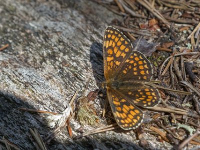 Tresticklans nationalpark Besök på rastplatsen av skogsnätfjäril.