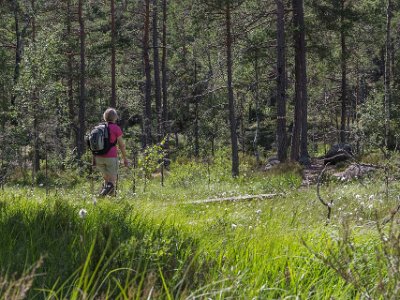 Tresticklans nationalpark Passage i sankmarken ovan Orstjärnet