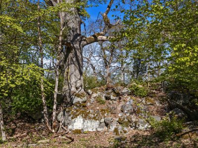 Tynäs ekhagar