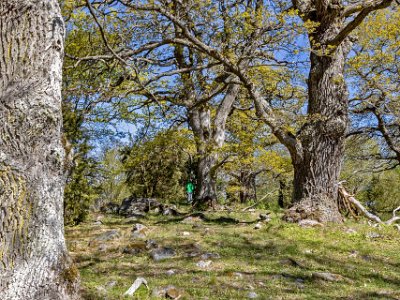 Tynäs ekhagar Området är naturskyddat sedan 1955 och är fördelat på tre åtskilda områden13 hektar stort. Reservatet består av strandängar och hagmark med gamla och mäktiga...