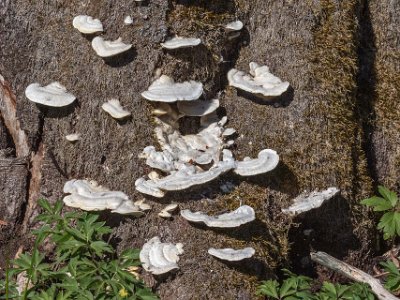 Tynäs ekhagar Borstticka (Trametes trogii). Som alla tickor i släktet Trametes är fruktkropparna ettåriga. Unga fruktkroppar är ofta ljusa med en brun kant. När de blir äldre...