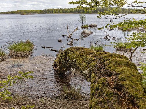 Åsnens nationalpark april 2019 Åsnens nationalpark, invigd 14 mars 2018, ligger i Kronobergs län och omfattar bland annat delar av naturreservaten...