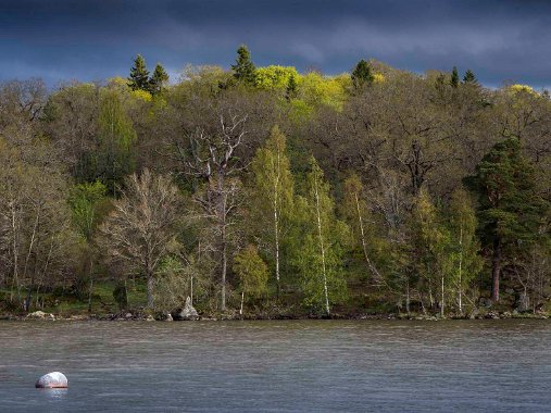 Gorsingeholm maj 2018 Naturreservatet Gorsingeholm i Strängnäs kommun är naturskyddat sedan 1967 och 21 hektar stort. Reservatet omfattar fyra...