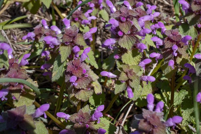 Jordreva Jordreva (Glechoma hederacea) i ett dike vid väg 136 på Öland.
