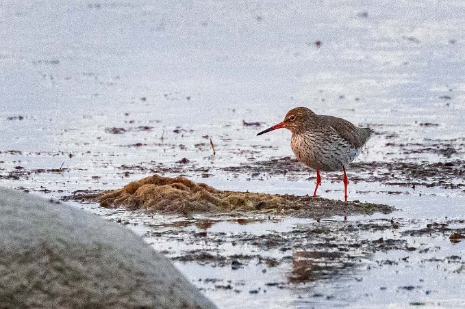 Rödbena Rödbena i Gräsgårds hamn.