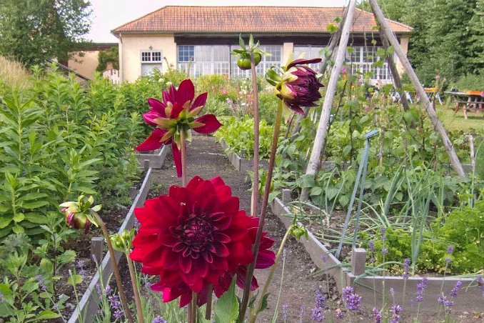 Orangeriet - Zinnia