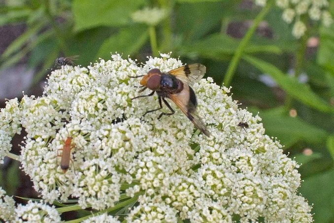 Orangeriet - insekter på morotsblomma