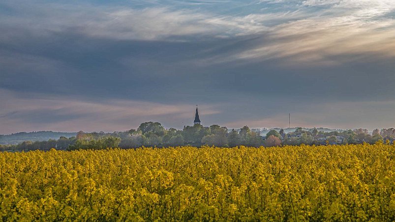 Blommande rapsfält Blomande rapsfält framför Södra Mellby kyrka.