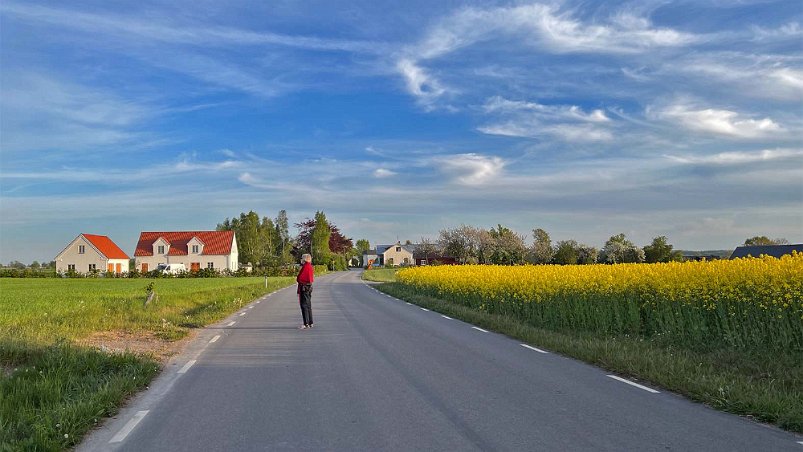 Österlen Blommande rapsfält vid vägen från middagen i gårdshotellet.