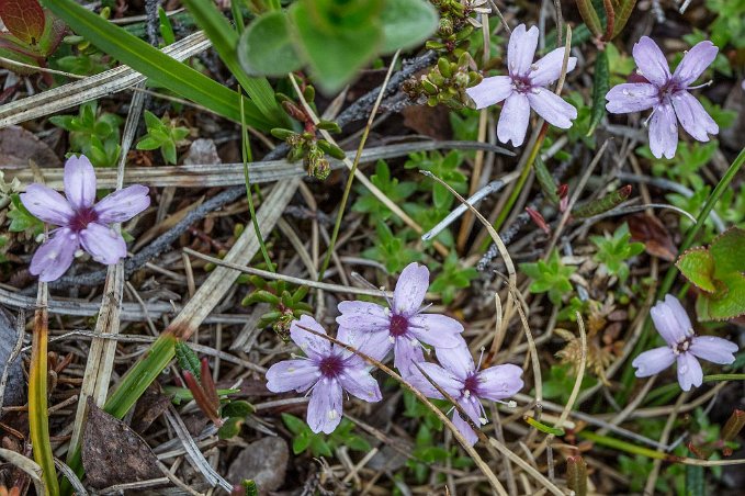 Fjällglim Fjällglim (Silene acaulis) ovanför Abisko Mountain lodge.