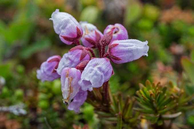 Lappljung Lappljung (Phyllodoce caerulea) ovan Abisko Mountain lodge.
