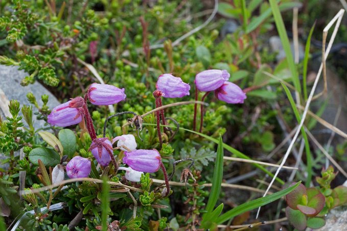 Lappljung Lappljung (Phyllodoce caerulea) ovan Abisko Mountain lodge.