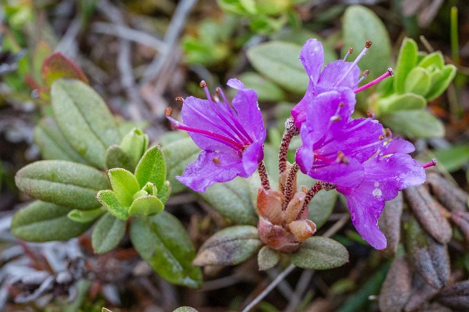 Lappsk alpros Lappsk alpros (Rhododendron lapponicum) på Njullá – en av Sveriges två Rhododendronbuskar.