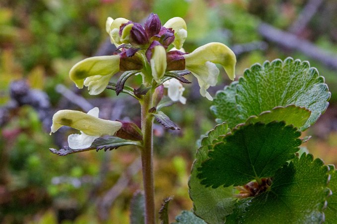 Lappspira Lappspira (Pedicularis lapponica) ovan Abisko Mountain lodge.
