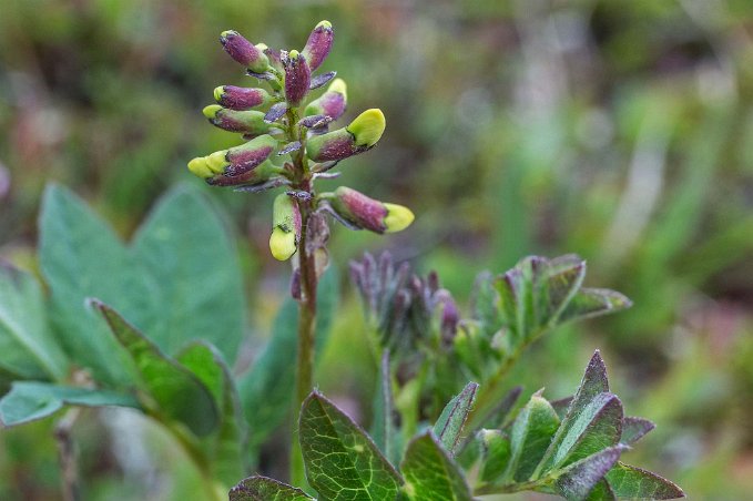 Lappspira Lappspira i knopp (Pedicularis lapponica) på fjället Njullá.