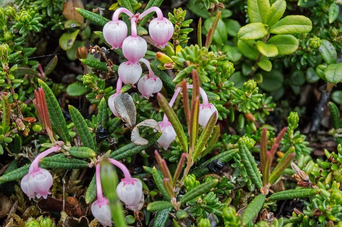 Rosling Rosling (Andromeda polifolia) är ett glest växande ris med långsmala, vintergröna blad och blekrosa blommor. Plåtades ovan Abisko Mountain lodge.
