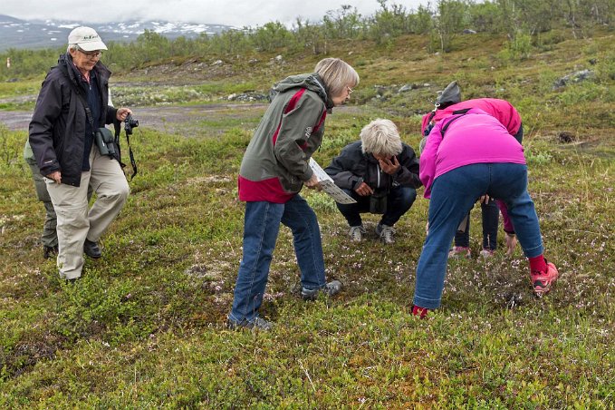 Växtbestämning Spontan växtexkursion strax efter ankomsten till lodgen.