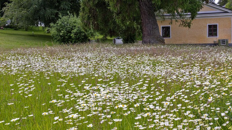 Stjernsunds slott Prästkragsfält vid Stjernsunds slott.