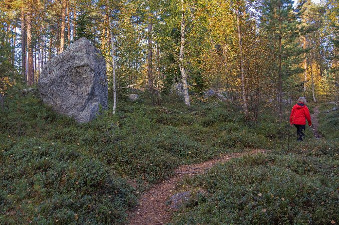 Motionspromenad Kvällspromenad i motionsspår i skogen bakom Hälsingegården.