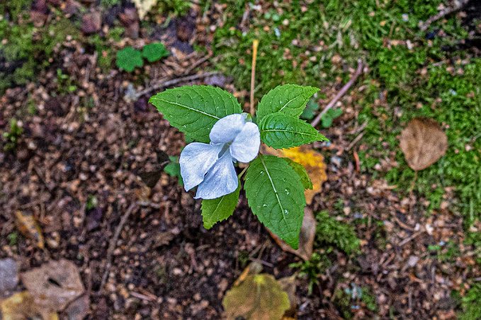 Sannaleden En (jätte?)balsamin (Impatiens glandulifera) mtit inne i skogen längs leden.