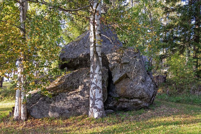 Trängd stenbumling Stor klippsten trängd av björkar på Härjedalsgårdens tomt.