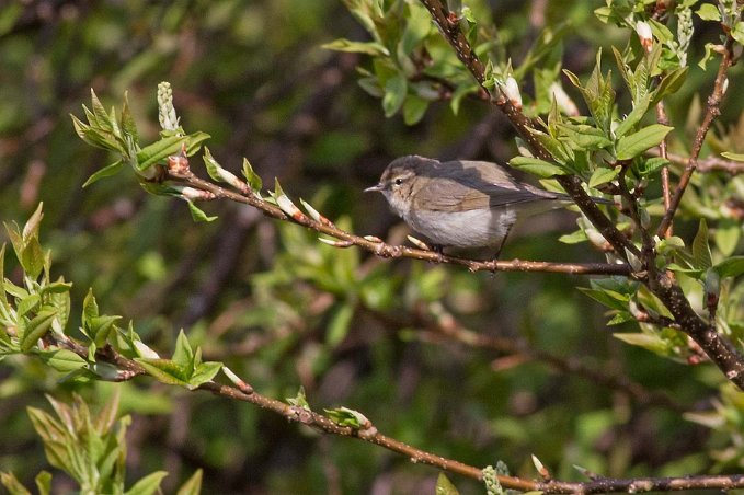 Busksångare (Blyth´s reed warbler)