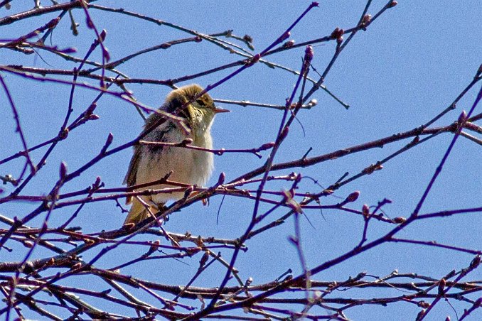 Gransångare (Common Chiffchaff) vid Fjällmossen