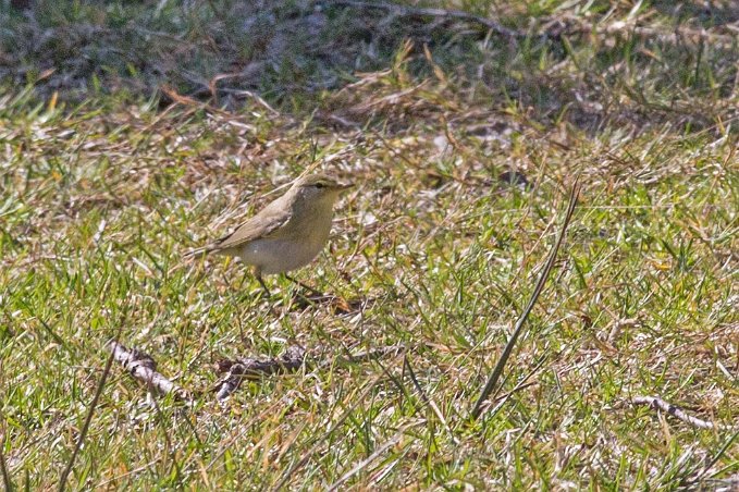 Lövsångare (Willow warbler) vid Fjällmossen