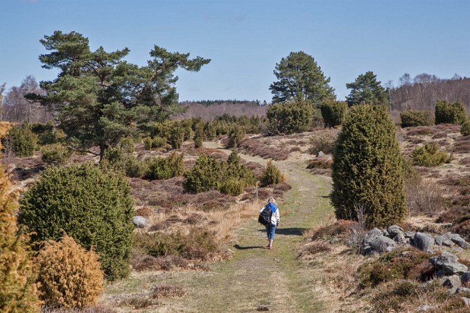 På väg genom Fjällmossen
