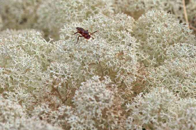 Fluga i Renlav (Cladina stellaris)