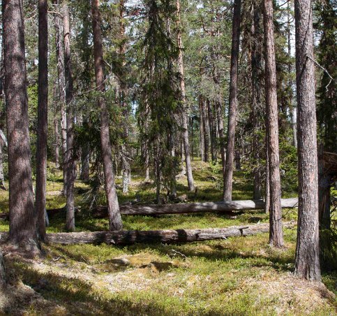 Hede urskog strax före björnmorrandet