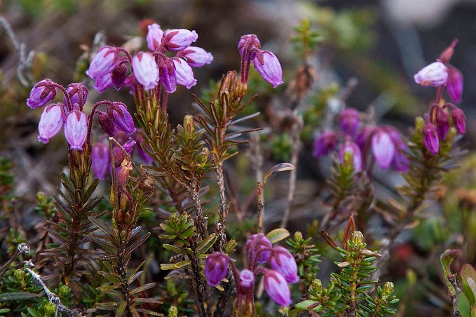 Lappljung Phyllodoce caerulea) vid Skärsjövålen