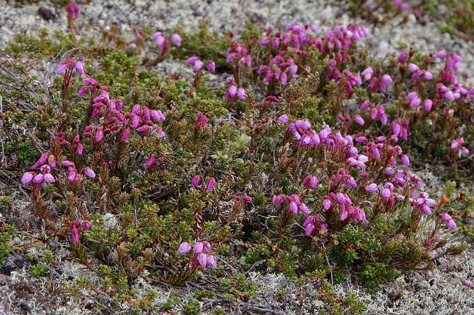 Lappljung på Skärsjövålen