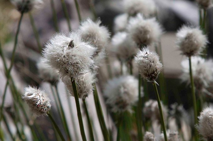 Polarull (Eriophorum scheuchzeri) vid Skärsjövålen
