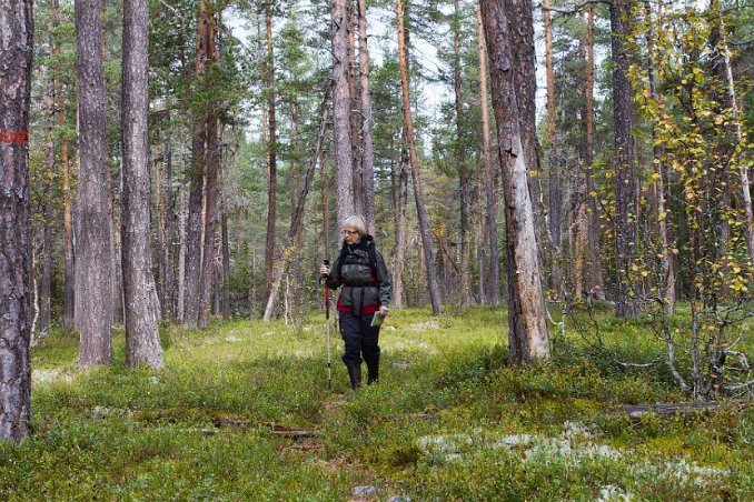 Bland gamla tallar vid Valmen