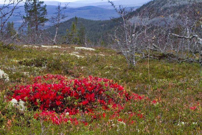 Dvärgbjörk nedanför Gråhågna