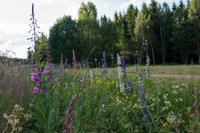 Blommor vid vägkanten