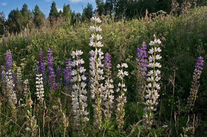 Lupiner vid vägkanten