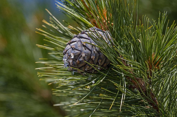 Exklusiv kotte Kotte av Sibirisk cembratall (Pinus sibirica) på gården i Barbros radhusområde. Trädet kan bli omkring tjugo meter hög. Kottarna är stora, upprätta eller...