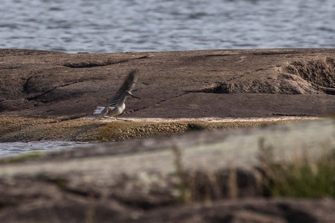 Grönbena Grönbena landar på skär i Vänern.