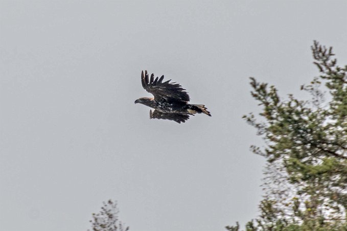 Havsörn Havsörn vid Källbyö i Vänern.